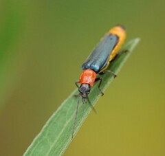 Chauliognathus tricolor