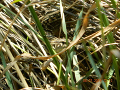 Lacerta agilis exigua