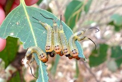 Lophyrotoma interrupta