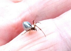 Argyrodes antipodianus