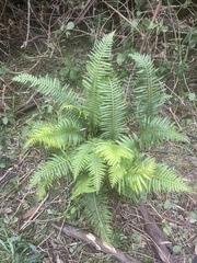 Blechnum nudum