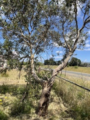 Eucalyptus kitsoniana