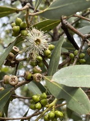 Eucalyptus kitsoniana