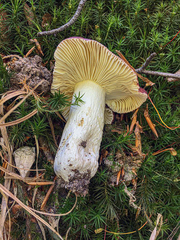 Russula viscida