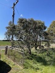 Eucalyptus kitsoniana