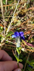Gentiana bavarica bavarica