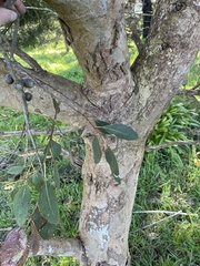Eucalyptus kitsoniana