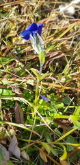 Gentiana bavarica bavarica