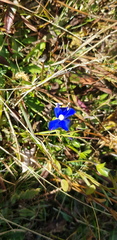 Gentiana bavarica bavarica