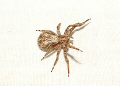 Stephanopis altifrons