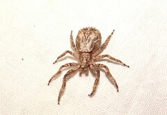 Stephanopis altifrons