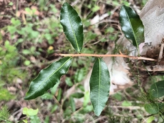Ochna arborea