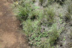 Craterocapsa tarsodes