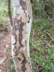 Ochna arborea
