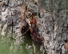 Aulacidae