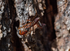 Aulacidae