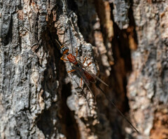 Aulacidae