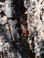 Aulacidae
