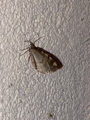 Hydriomena nubilofasciata