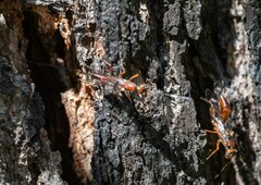 Aulacidae
