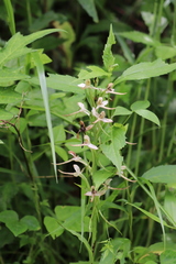 Platanthera chlorantha