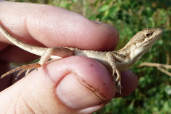 Sitana