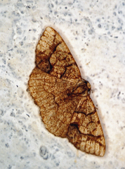Nematocampa arenosa