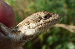 Sitana