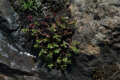 Crassula dependens