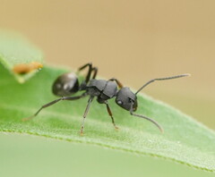 Polyrhachis phryne