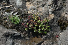 Crassula dependens