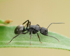 Polyrhachis phryne