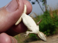 Sitana