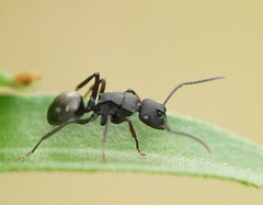 Polyrhachis phryne