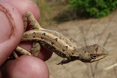 Sitana