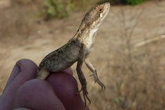 Sitana