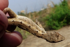 Sitana