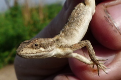 Sitana