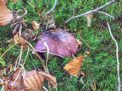 Russula viscida