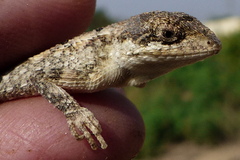 Sitana