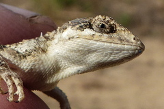 Sitana