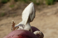 Sitana