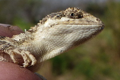 Sitana