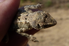 Sitana