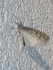 Hydriomena nubilofasciata