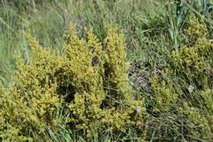 Thesium cupressoides