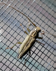 Temnosternus planiusculus