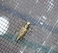 Temnosternus planiusculus