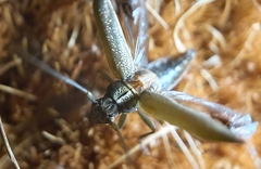 Temnosternus planiusculus