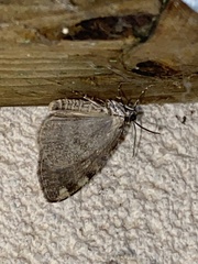 Hydriomena nubilofasciata